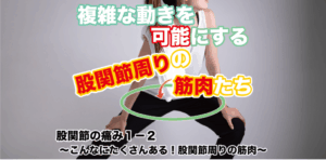 股関節の痛み１−２ 〜こんなにたくさんある！股関節周りの筋肉〜